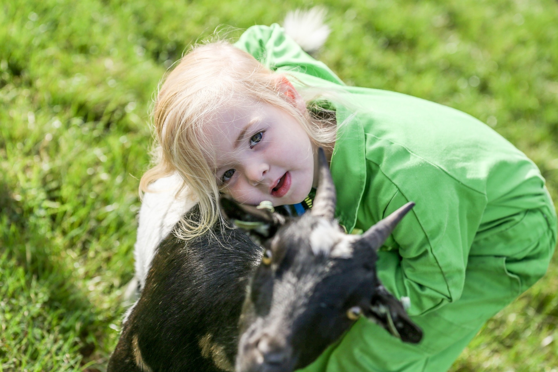 banner Roos met geitje